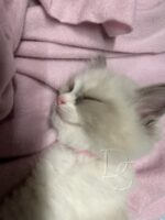 Available Ragdoll Kitten San Francisco CA