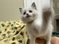 Available Ragdoll Kitten San Francisco CA