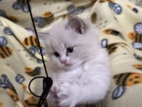 Available Ragdoll Kitten San Francisco CA