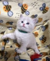 Available Ragdoll Kitten San Francisco CA