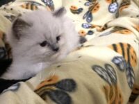 Available Ragdoll Kitten San Francisco CA