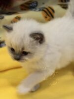 Available Ragdoll Kitten San Francisco CA