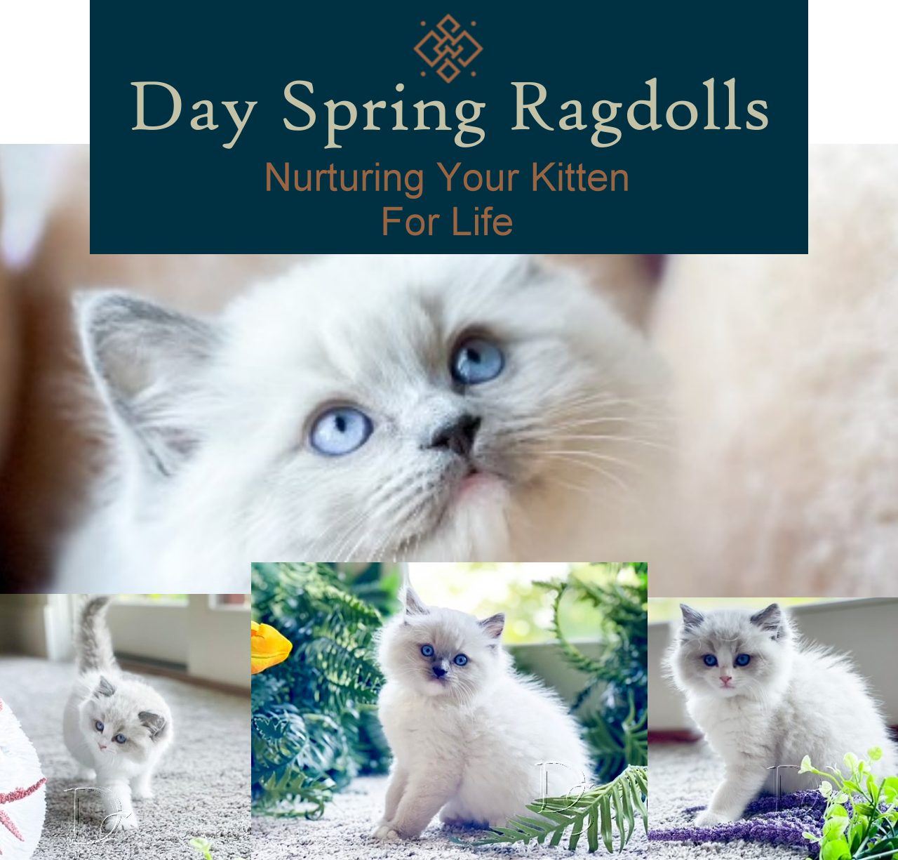 Available Ragdoll Kitten San Francisco CA