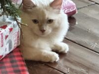 Available Ragdoll Kitten San Francisco CA