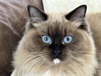 Ragdoll Queen Northern CA