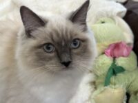 Ragdoll Queen Northern CA