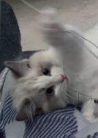 Available Ragdoll Kitten San Francisco CA