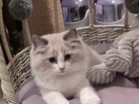 Available Ragdoll Kitten San Francisco CA