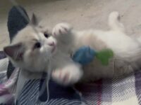 Available Ragdoll Kitten San Francisco CA