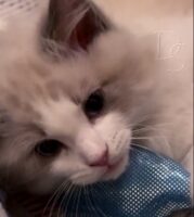 Available Ragdoll Kitten San Francisco CA