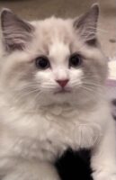 Available Ragdoll Kitten San Francisco CA