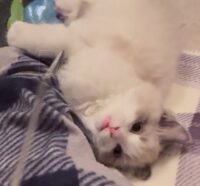 Available Ragdoll Kitten San Francisco CA