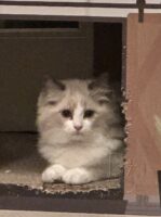 Available Ragdoll Kitten San Francisco CA