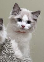 Available Ragdoll Kitten San Francisco CA