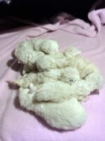 Available Ragdoll Kitten San Francisco CA
