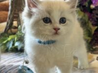 Available Ragdoll Kitten San Francisco CA