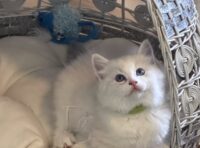 Available Ragdoll Kitten San Francisco CA