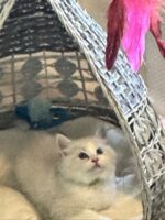 Available Ragdoll Kitten San Francisco CA