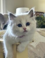 Available Ragdoll Kitten San Francisco CA