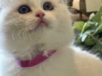 Available Ragdoll Kitten San Francisco CA