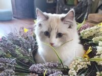 Available Ragdoll Kitten San Francisco CA