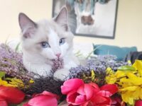 Available Ragdoll Kitten San Francisco CA