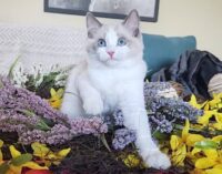 Available Ragdoll Kitten San Francisco CA