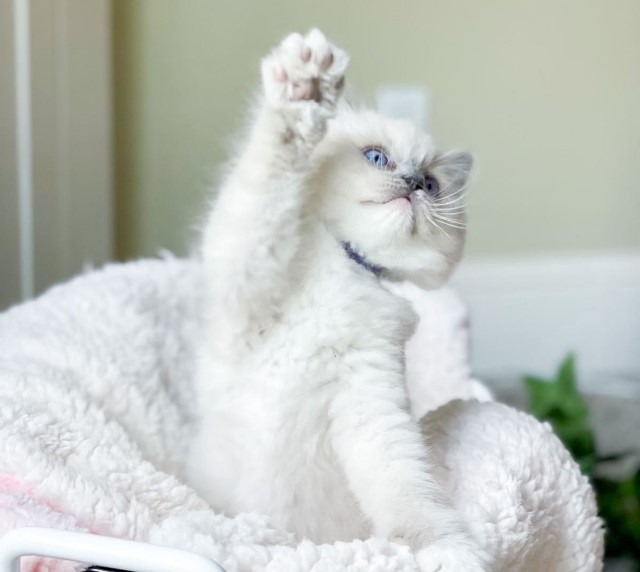 Day Spring Ragdoll Kitten Retreat