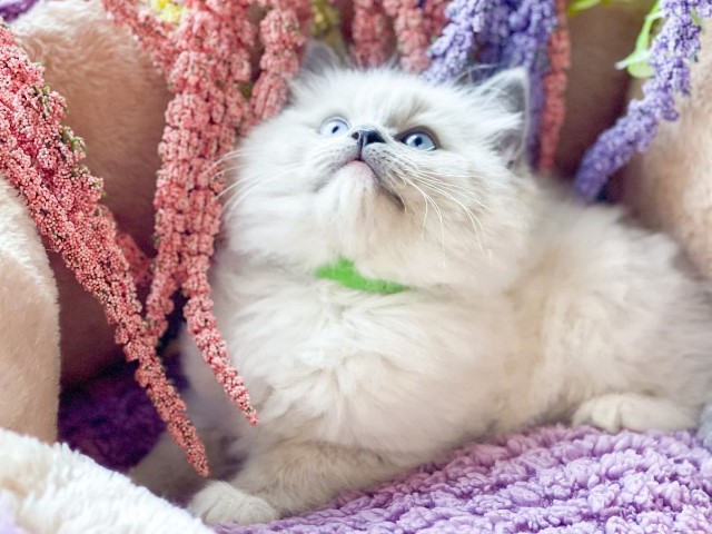 Day Spring Ragdoll Kitten Retreat