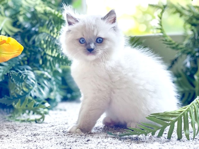 Day Spring Ragdoll Kitten Retreat