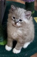Available Ragdoll Kitten San Francisco CA