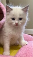 Available Ragdoll Kitten San Francisco CA