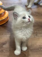 Available Ragdoll Kitten San Francisco CA