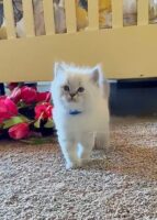Available Ragdoll Kitten San Francisco CA