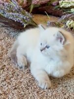 Available Ragdoll Kitten San Francisco CA