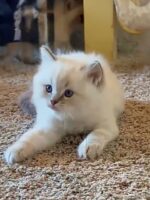 Available Ragdoll Kitten San Francisco CA
