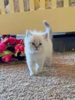 Available Ragdoll Kitten San Francisco CA