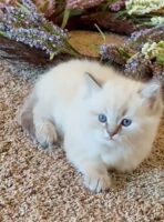 Available Ragdoll Kitten San Francisco CA