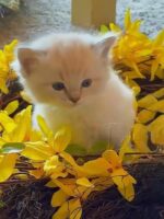 Available Ragdoll Kitten San Francisco CA