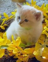 Available Ragdoll Kitten San Francisco CA