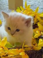 Available Ragdoll Kitten San Francisco CA