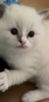 Available Ragdoll Kitten San Francisco CA