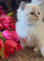 Available Ragdoll Kitten San Francisco CA