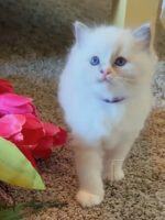 Available Ragdoll Kitten San Francisco CA