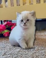 Available Ragdoll Kitten San Francisco CA