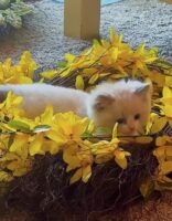 Available Ragdoll Kitten San Francisco CA