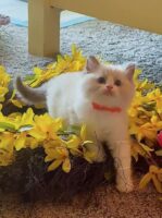 Available Ragdoll Kitten San Francisco CA