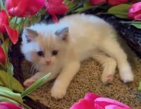 Available Ragdoll Kitten San Francisco CA