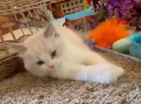 Available Ragdoll Kitten San Francisco CA