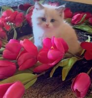 Available Ragdoll Kitten San Francisco CA